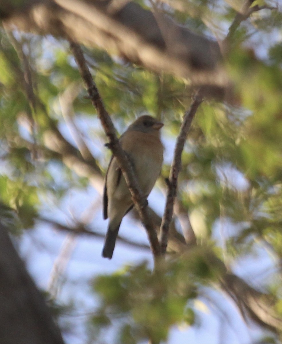 Lazuli Bunting - ML442362131