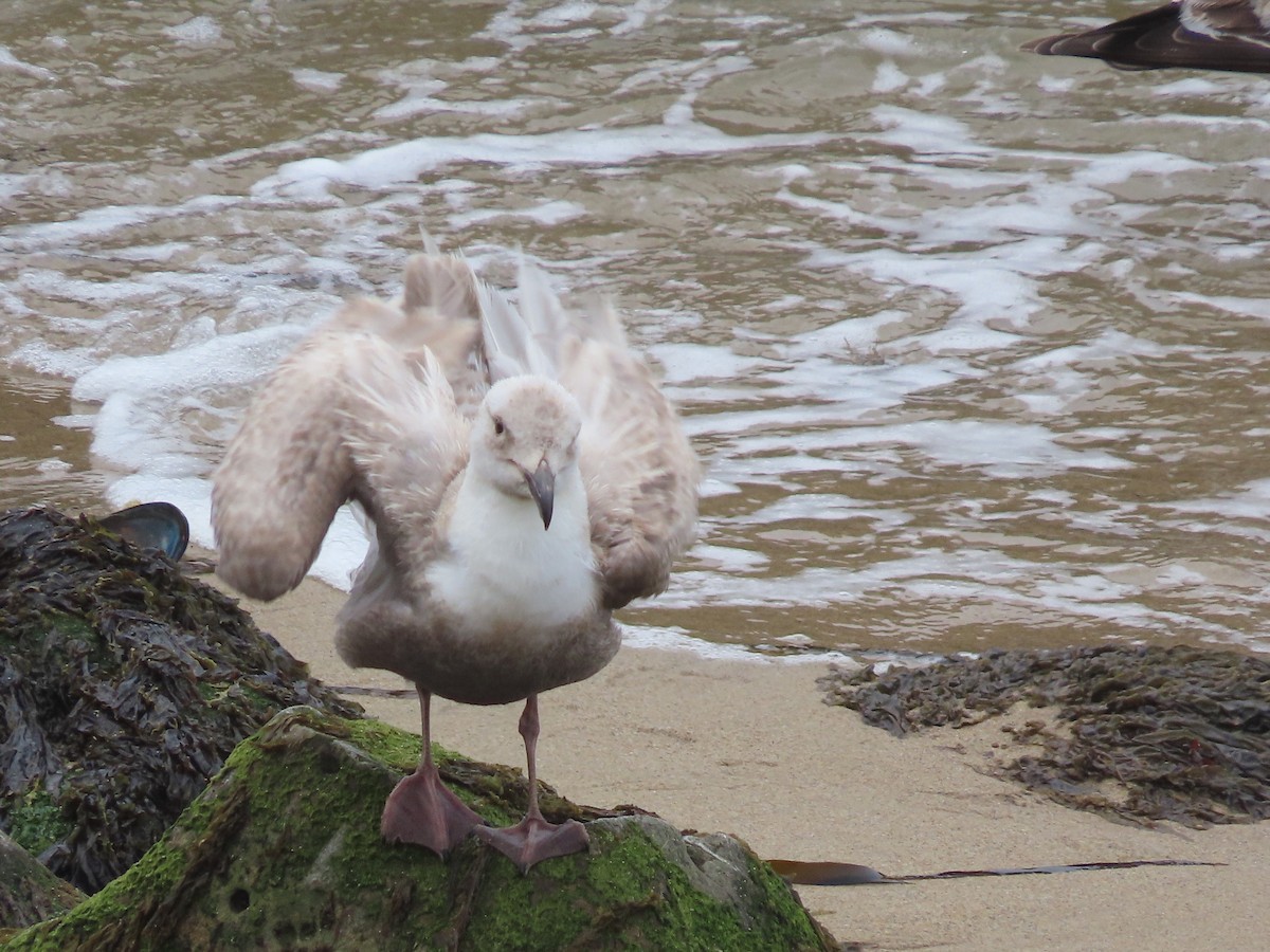 Glaucous-winged Gull - ML442364021