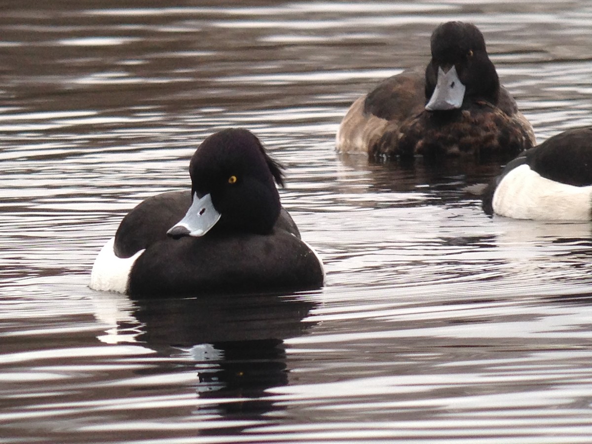 鳳頭潛鴨 - ML442364711