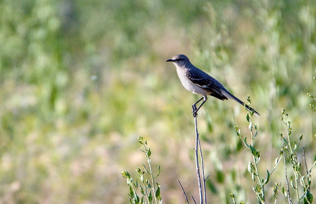 Northern Mockingbird - ML442365041