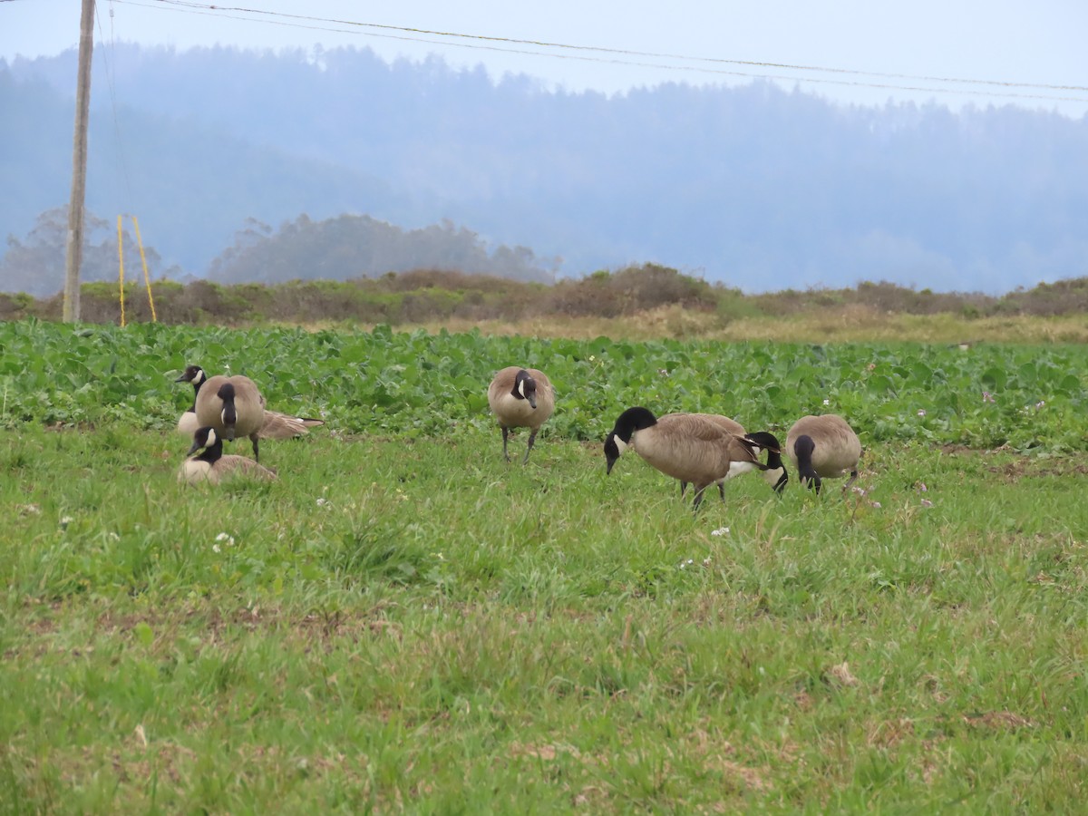 Канад галуу - ML442365291