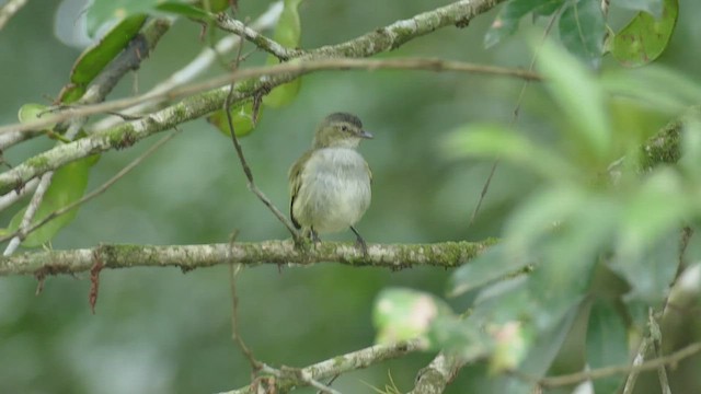 Mistletoe Tyrannulet - ML442365951