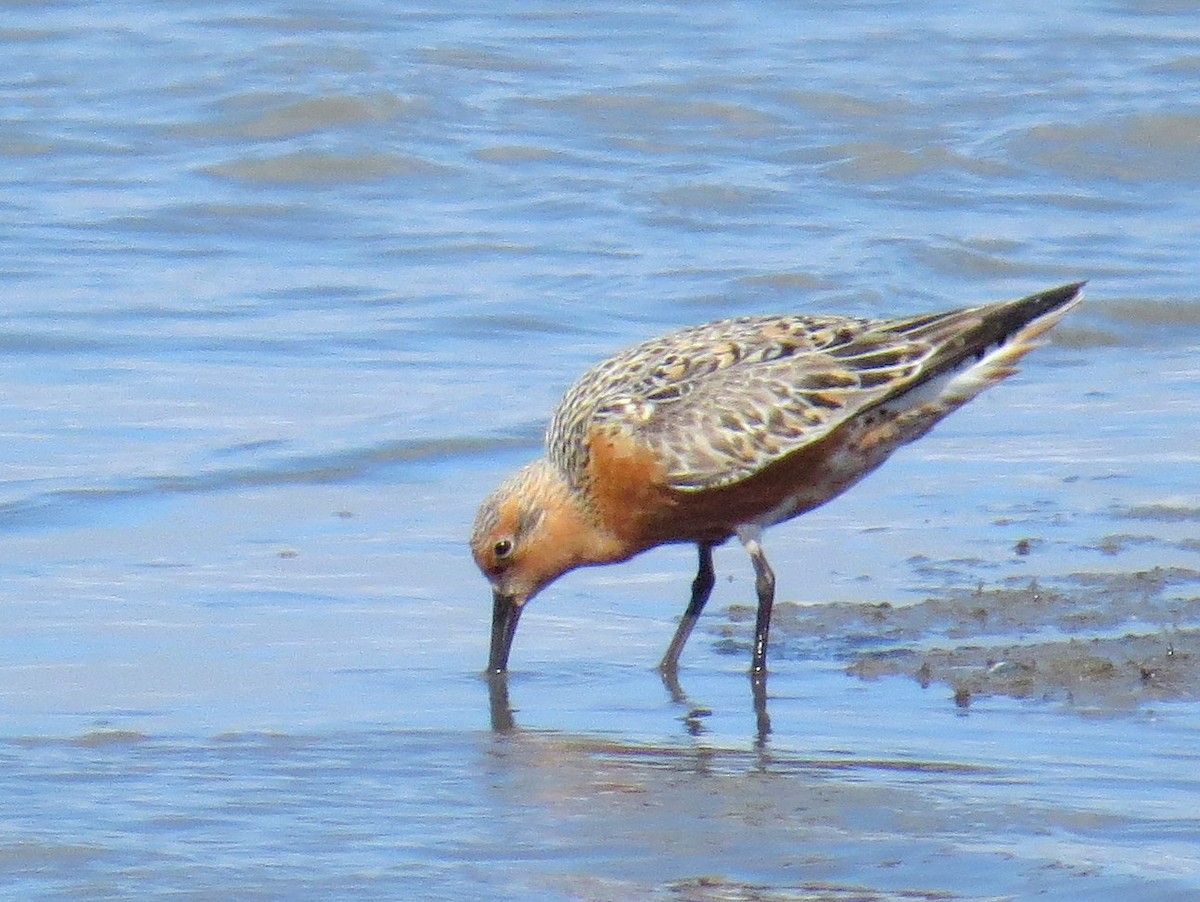 Red Knot - ML442366781