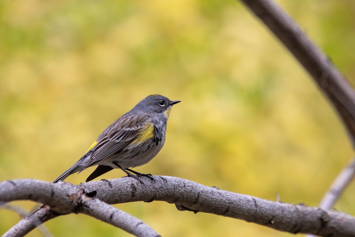 Yellow-rumped Warbler (Myrtle x Audubon's) - ML442368111