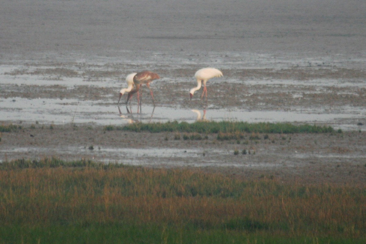 עגור סיבירי - ML442368281