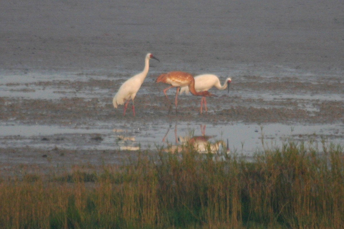 Siberian Crane - ML442368291