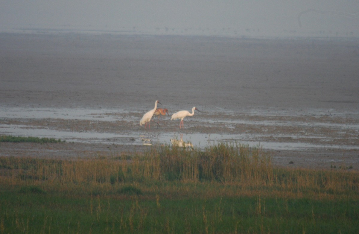 Siberian Crane - ML442368301