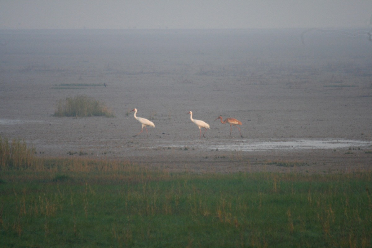 Siberian Crane - ML442368311