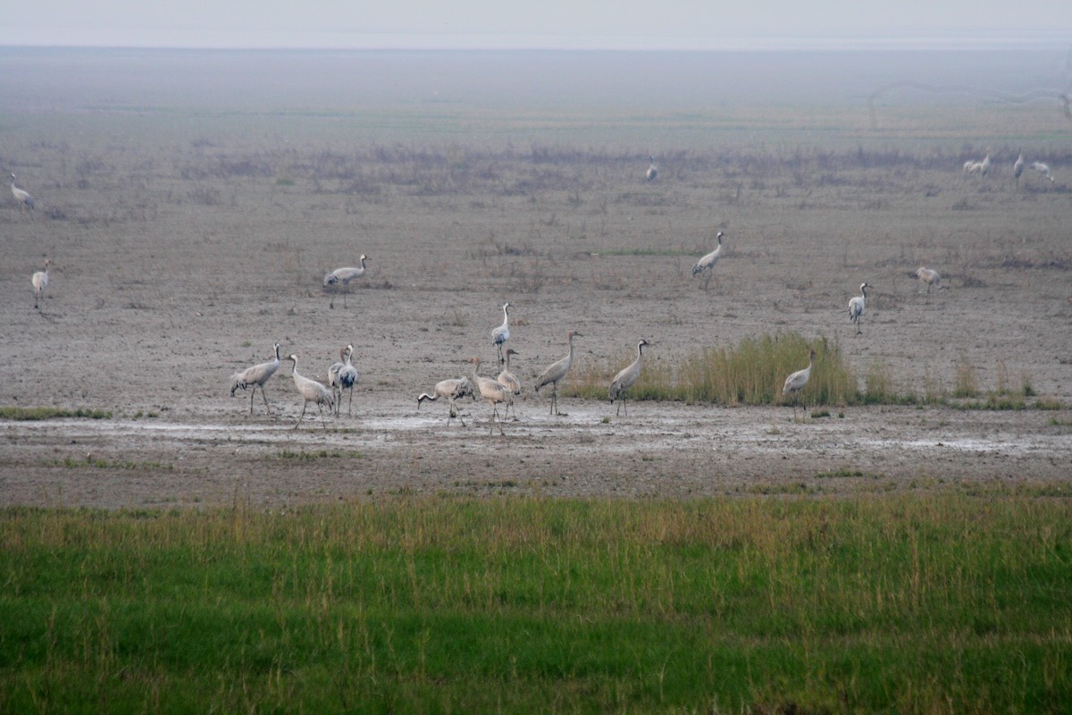 Grulla Común - ML442368391