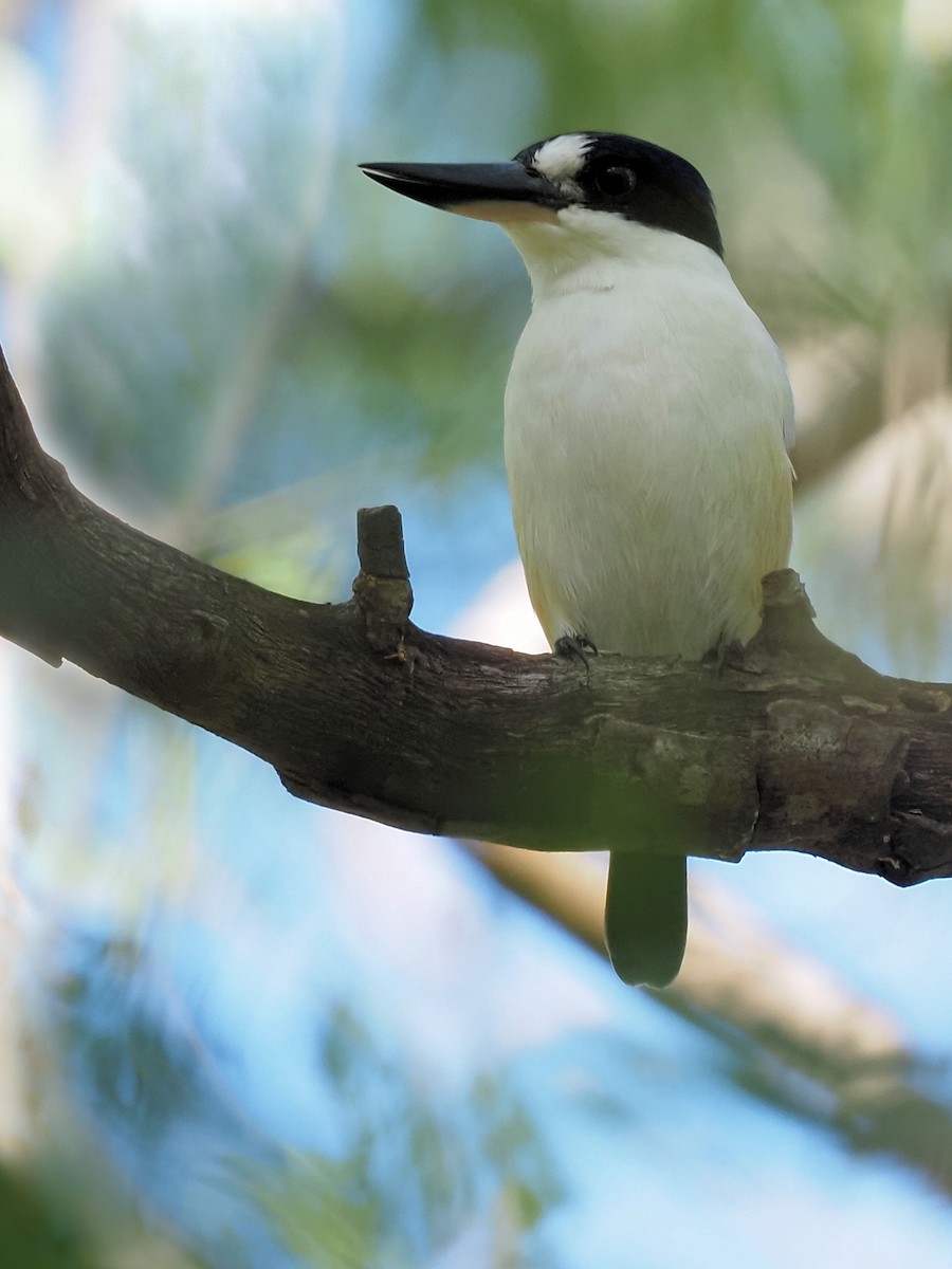 Forest Kingfisher - ML442371661