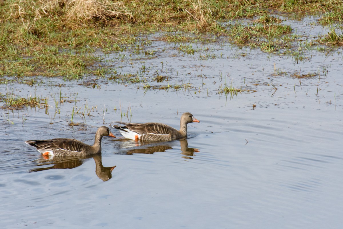 Greater White-fronted Goose - ML442371701