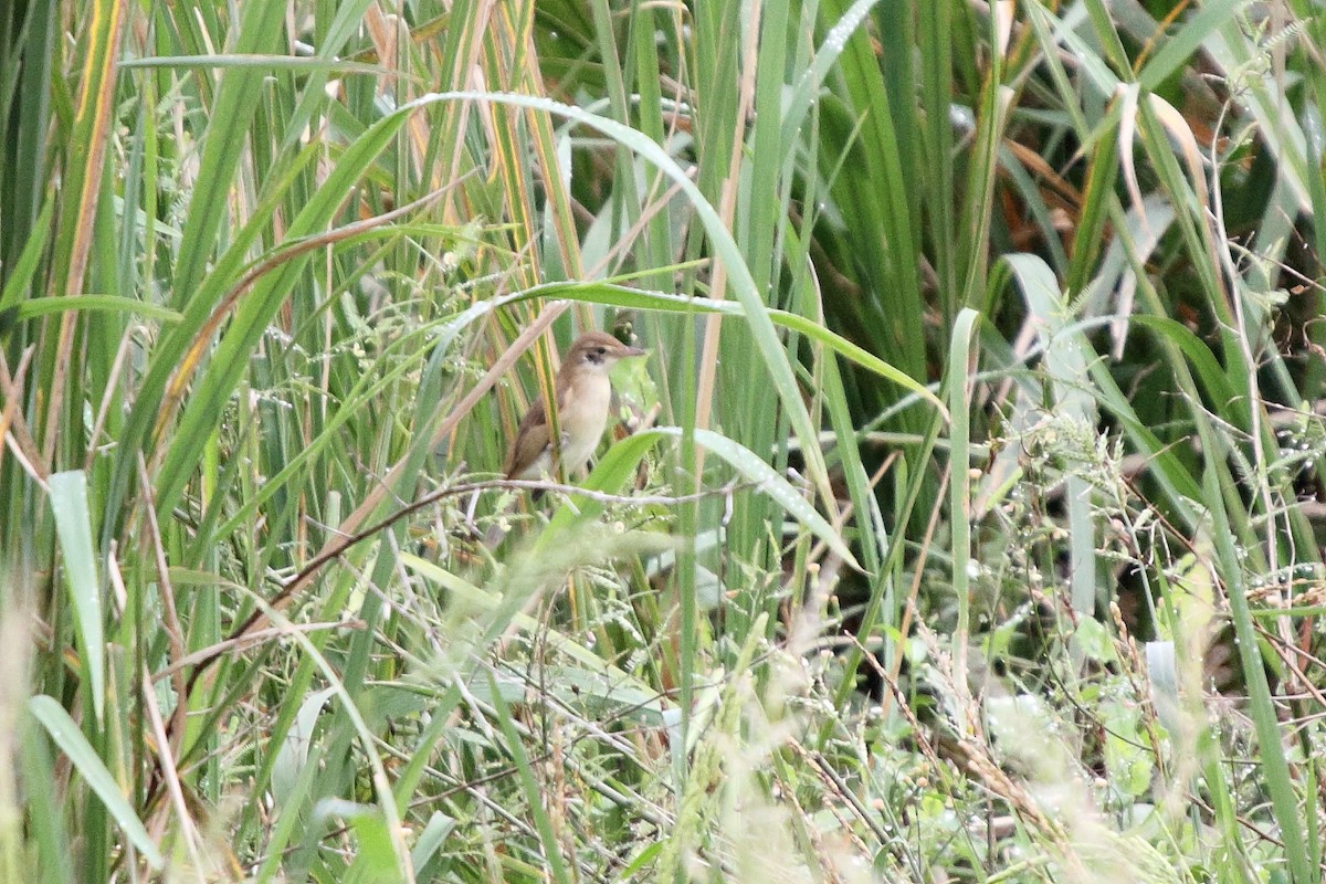 Дорнын охил бялзуухай - ML442373071