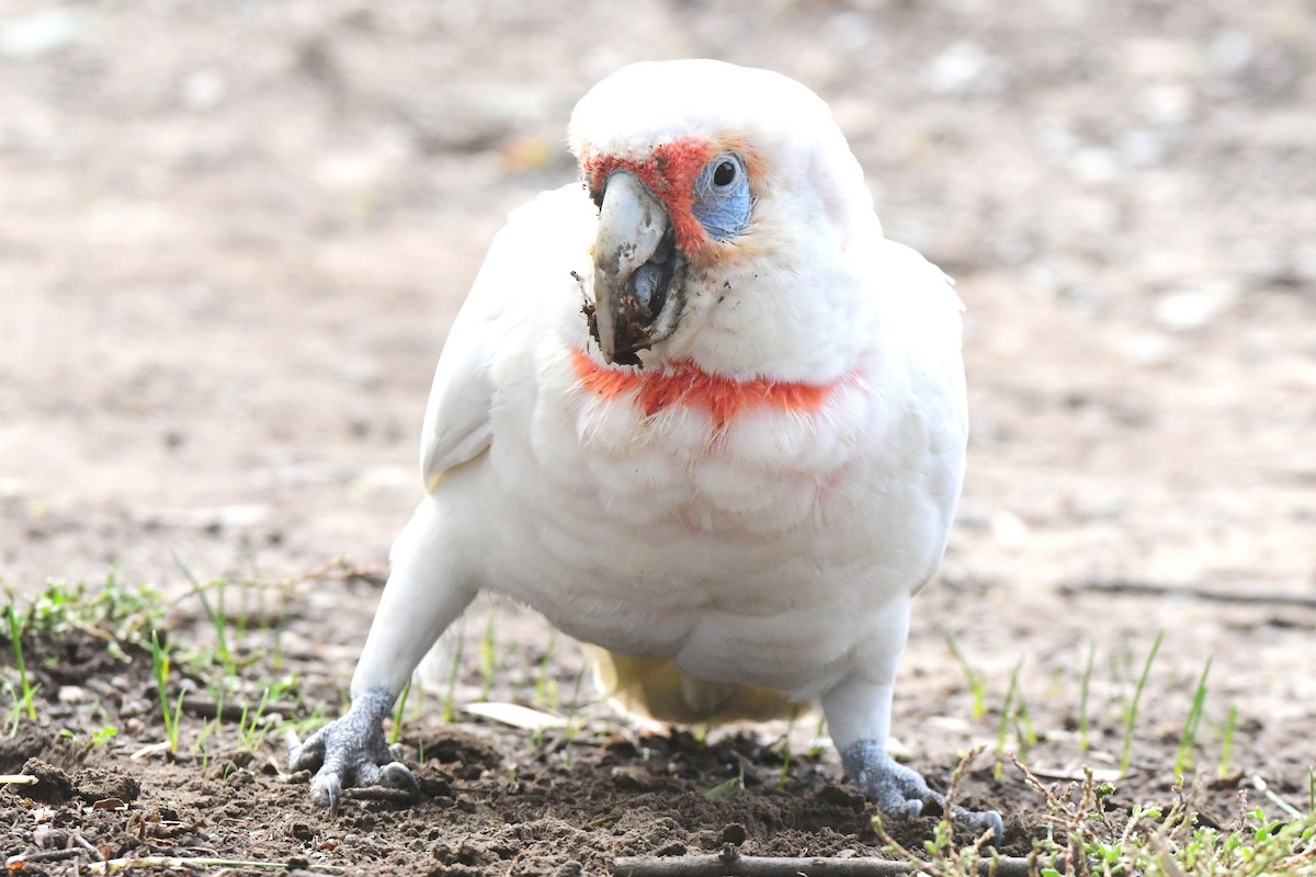 Long-billed Corella - ML442379491