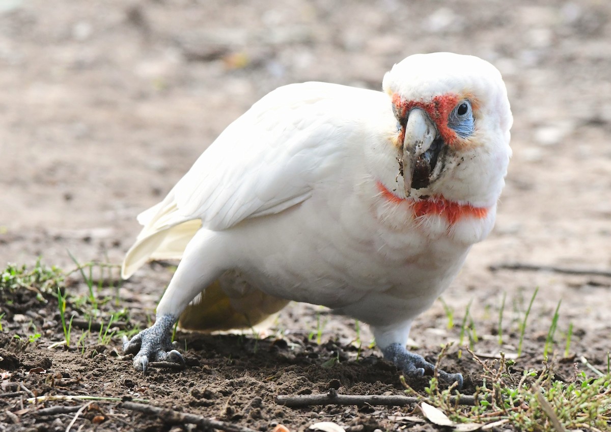 Long-billed Corella - ML442379501