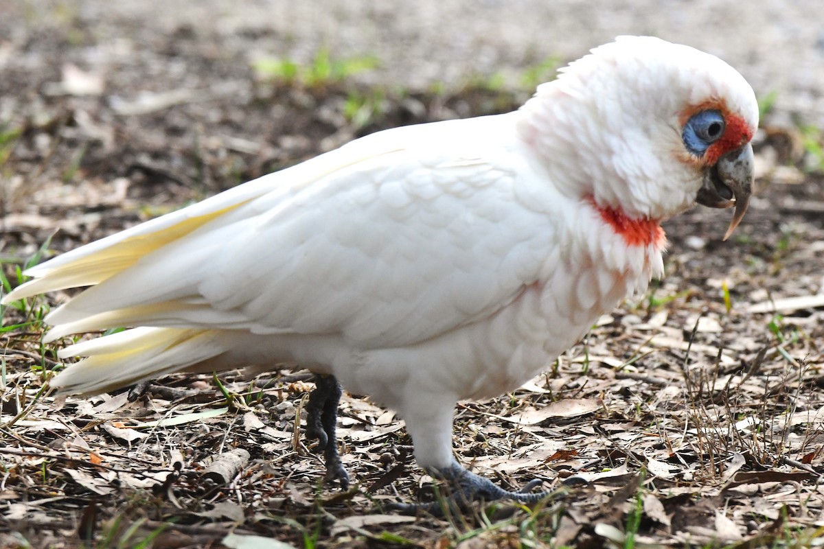 Long-billed Corella - ML442379511