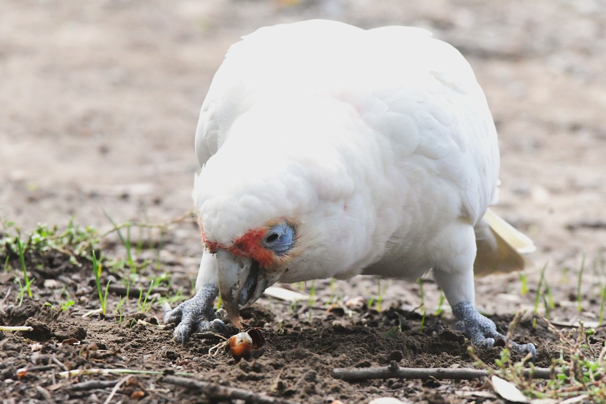 Long-billed Corella - ML442379541