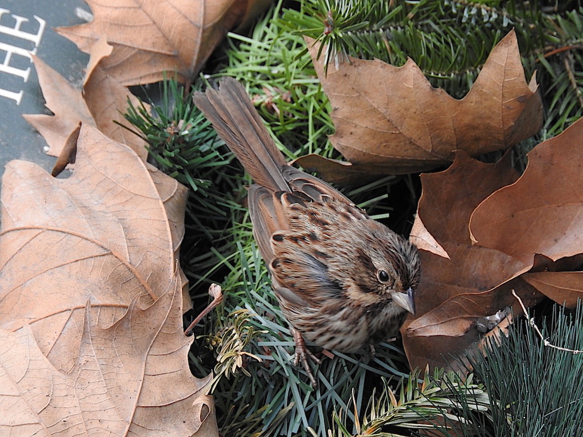 Song Sparrow - ML442379831