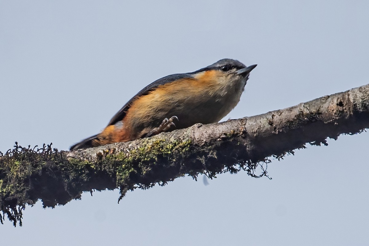 White-tailed Nuthatch - ML442379971