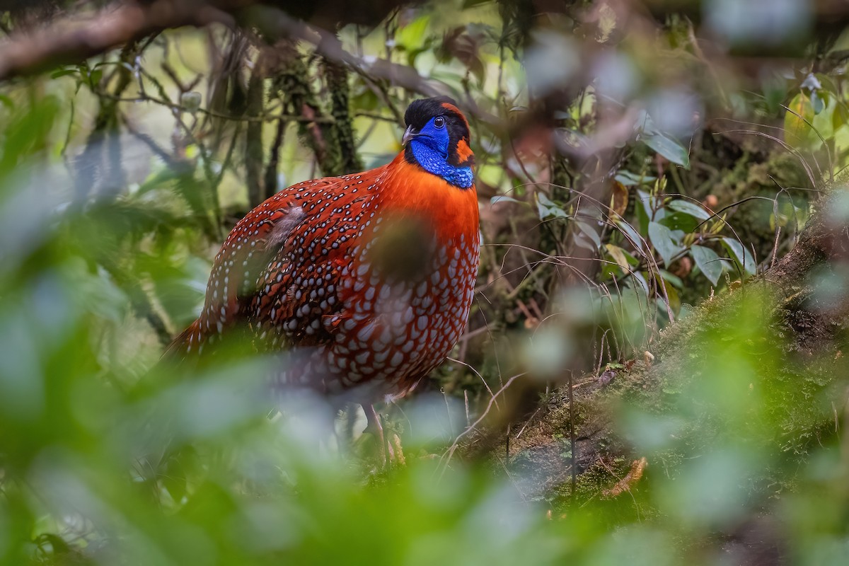 Temmincktragopan - ML442380241