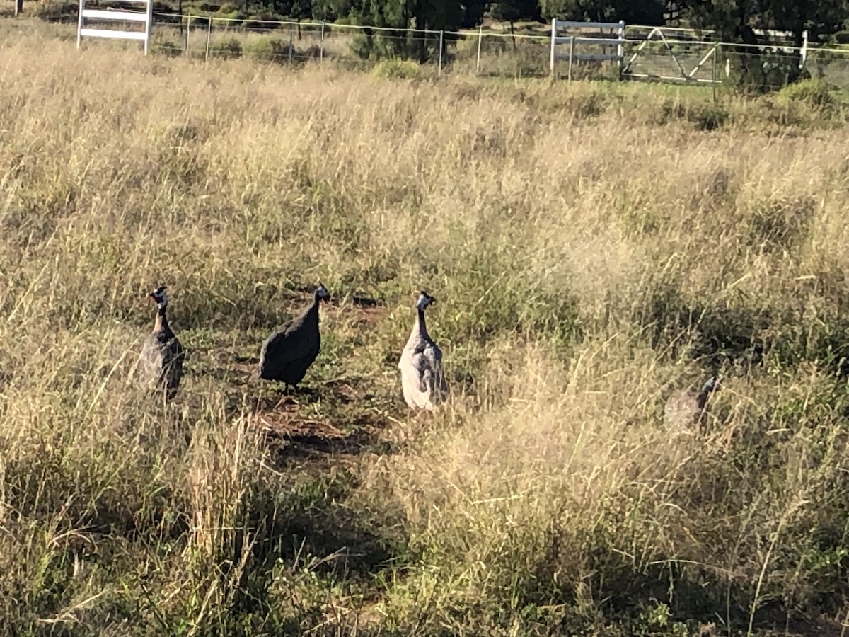 Helmeted Guineafowl (Domestic type) - ML442380801