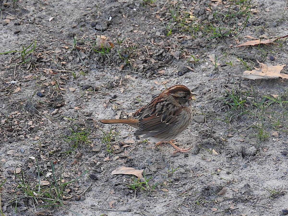 White-throated Sparrow - ML442380841