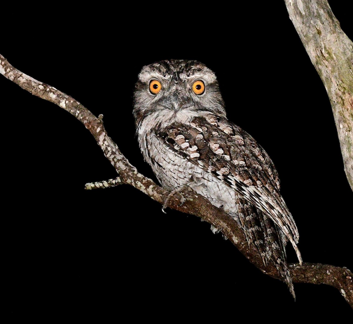 Tawny Frogmouth - ML442381431