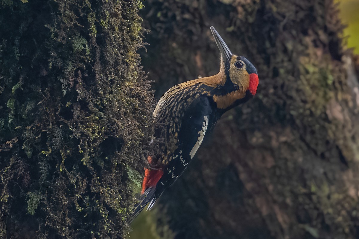 Darjeeling Woodpecker - ML442381511
