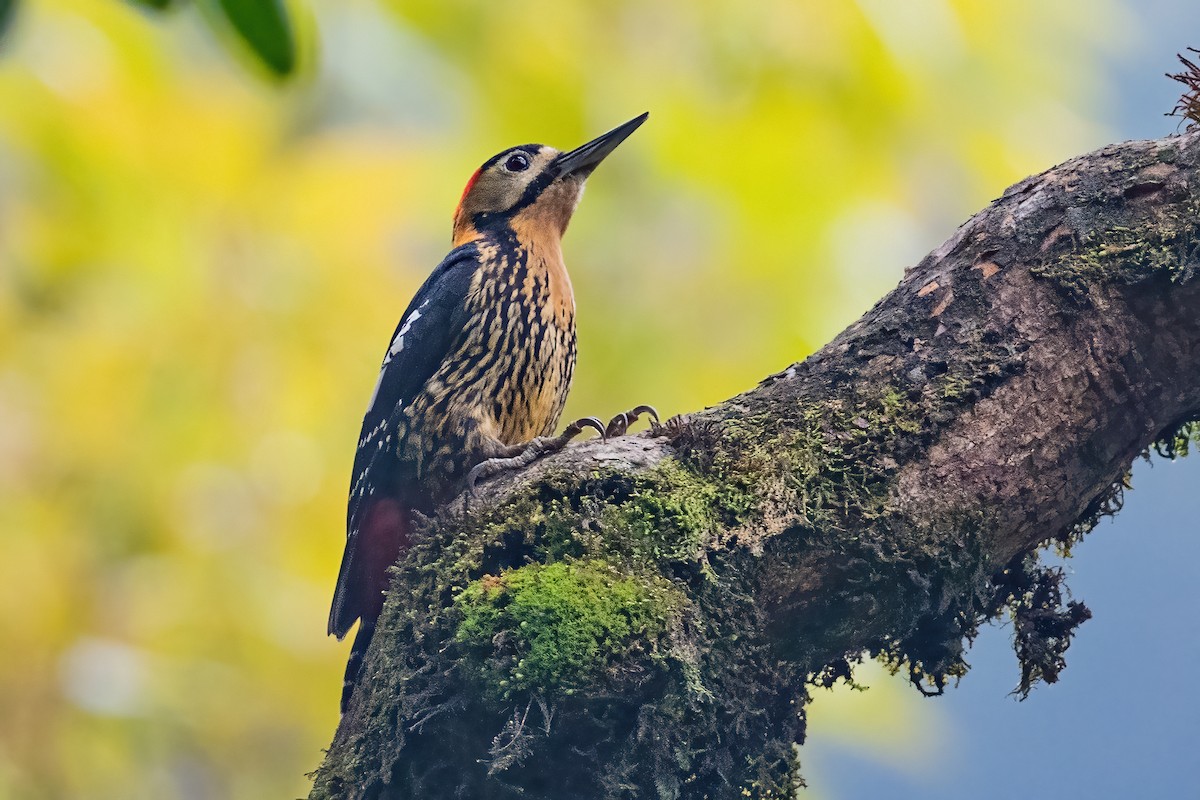 Darjeeling Woodpecker - ML442381521