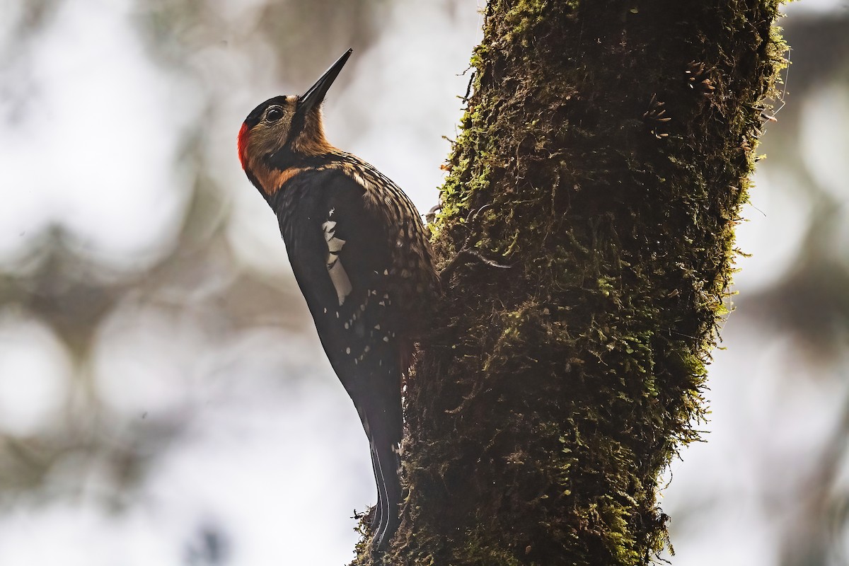 Darjeeling Woodpecker - ML442382821