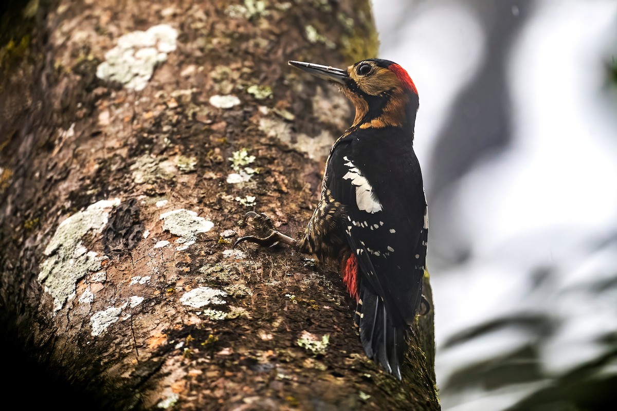 Darjeeling Woodpecker - ML442382831