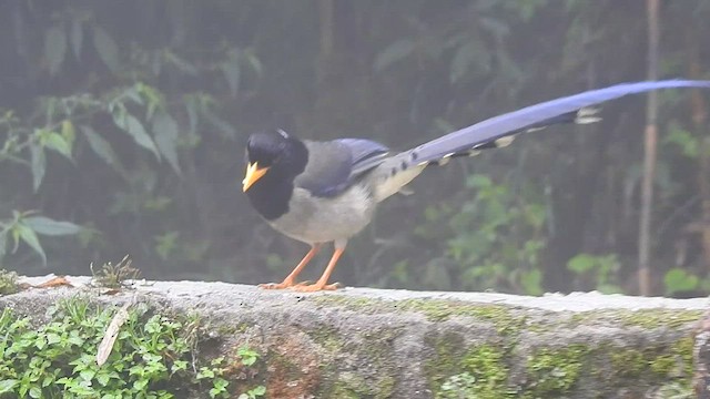 Yellow-billed Blue-Magpie - ML442383141