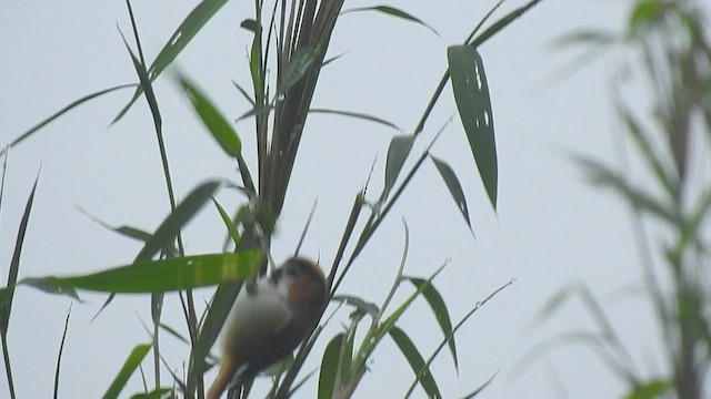 Black-throated Parrotbill (Orange-eared) - ML442383191