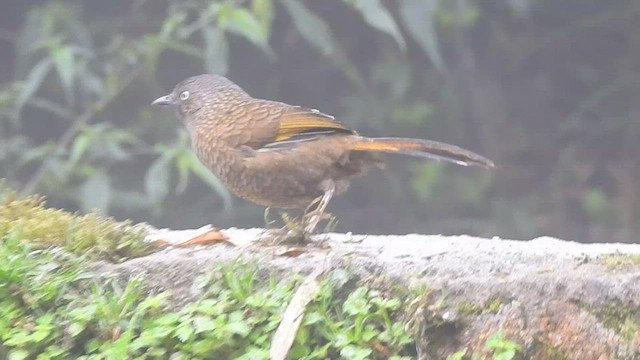 Scaly Laughingthrush - ML442383311