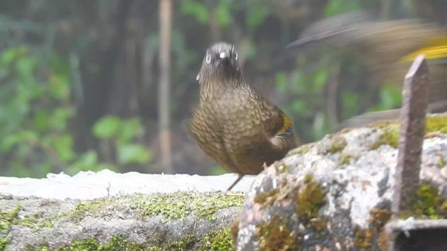 Scaly Laughingthrush - ML442383401