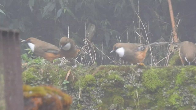 White-throated Laughingthrush - ML442383771