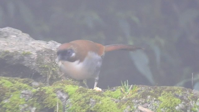 Gray-sided Laughingthrush - ML442383881