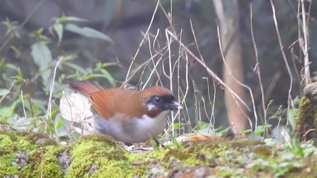 Gray-sided Laughingthrush - ML442384061