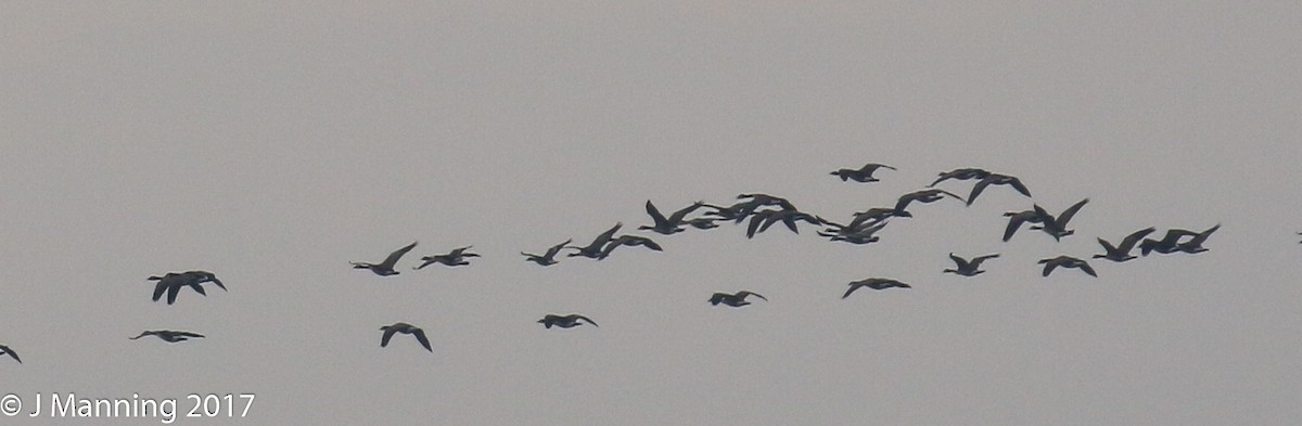 Canada Goose - Carl & Judi Manning