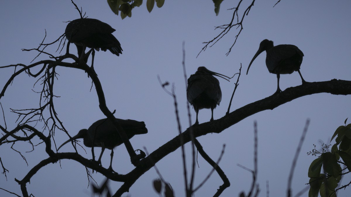 Red-naped Ibis - ML442385381