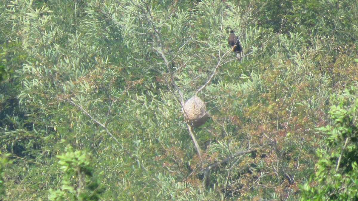 Oriental Honey-buzzard - ML442386231