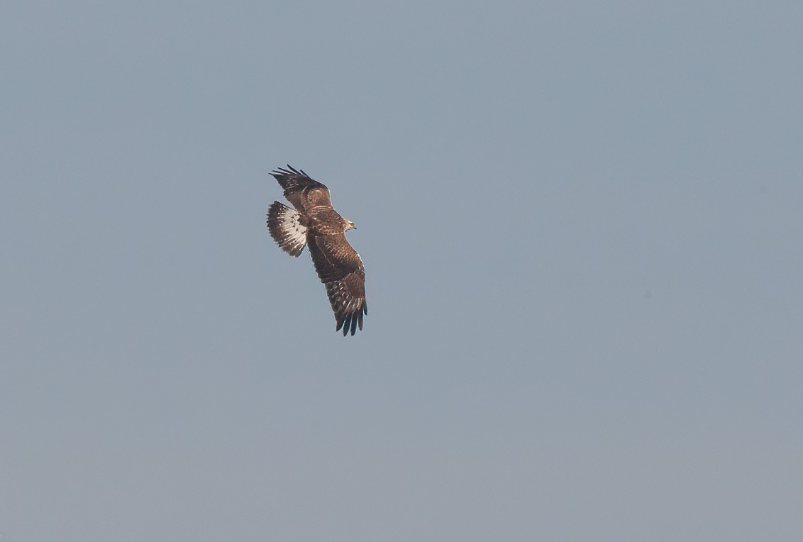 Rough-legged Hawk - ML442386521