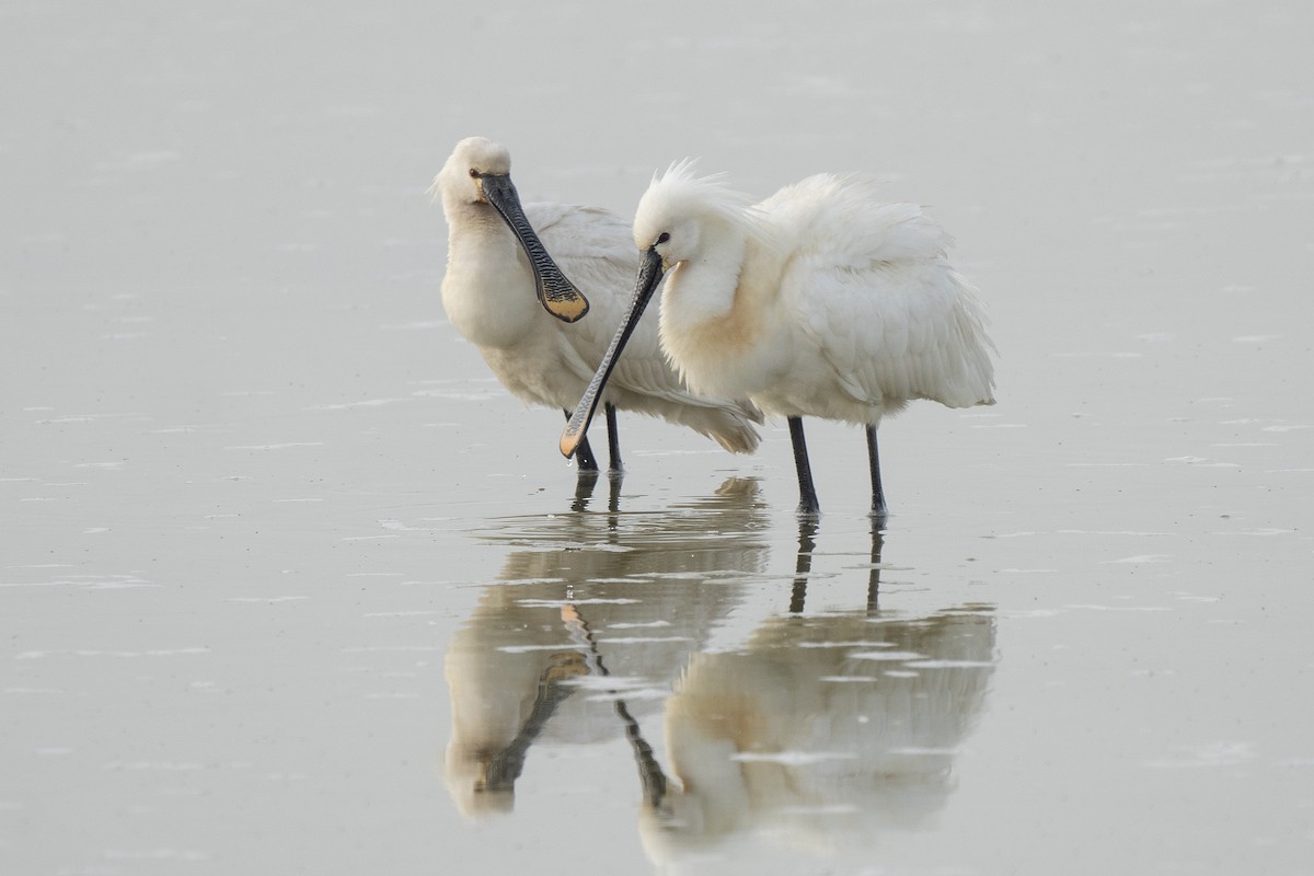 Eurasian Spoonbill - Miguel Rouco