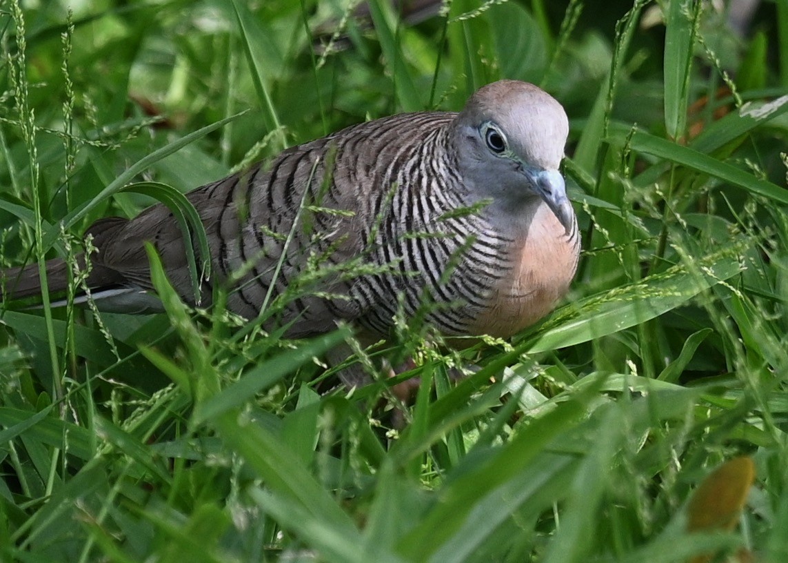 斑馬鳩 - ML442388501