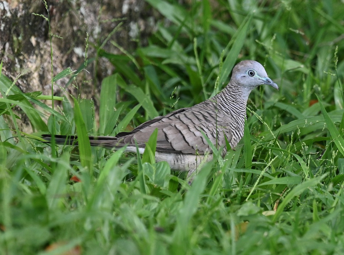 斑馬鳩 - ML442388511