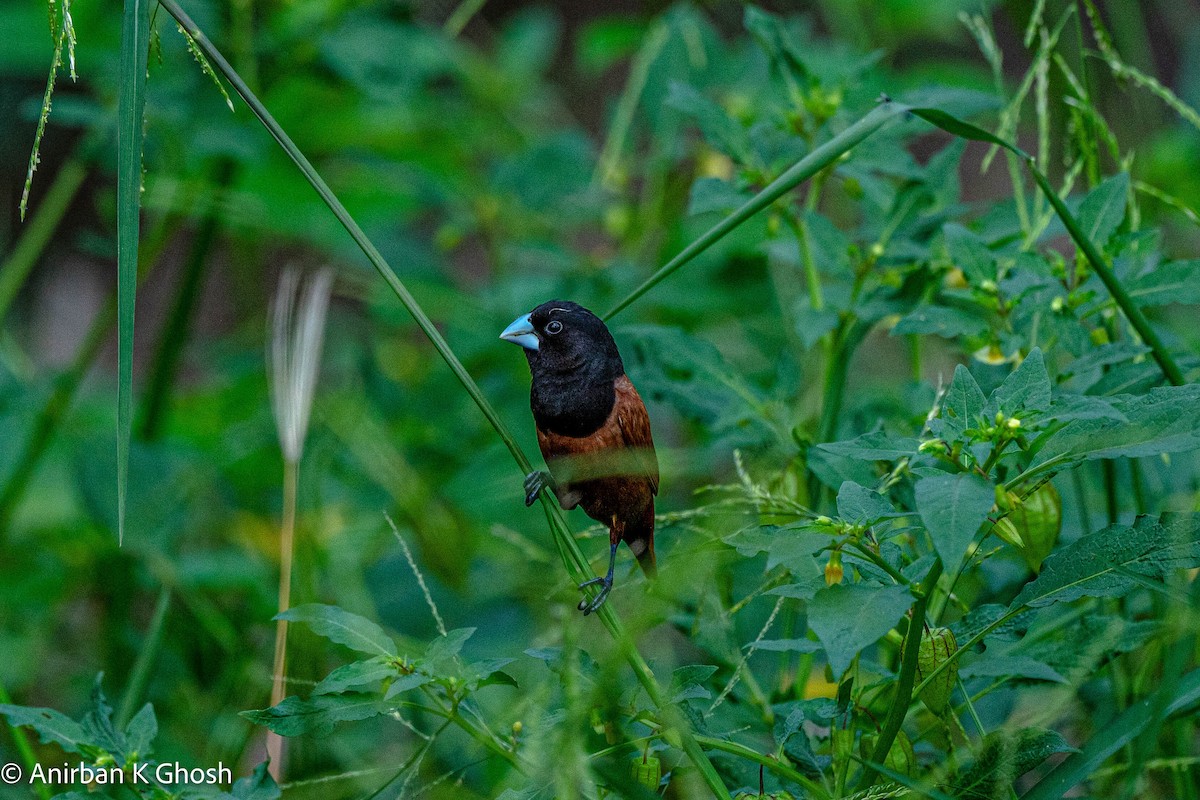 Chestnut Munia - ML442390441