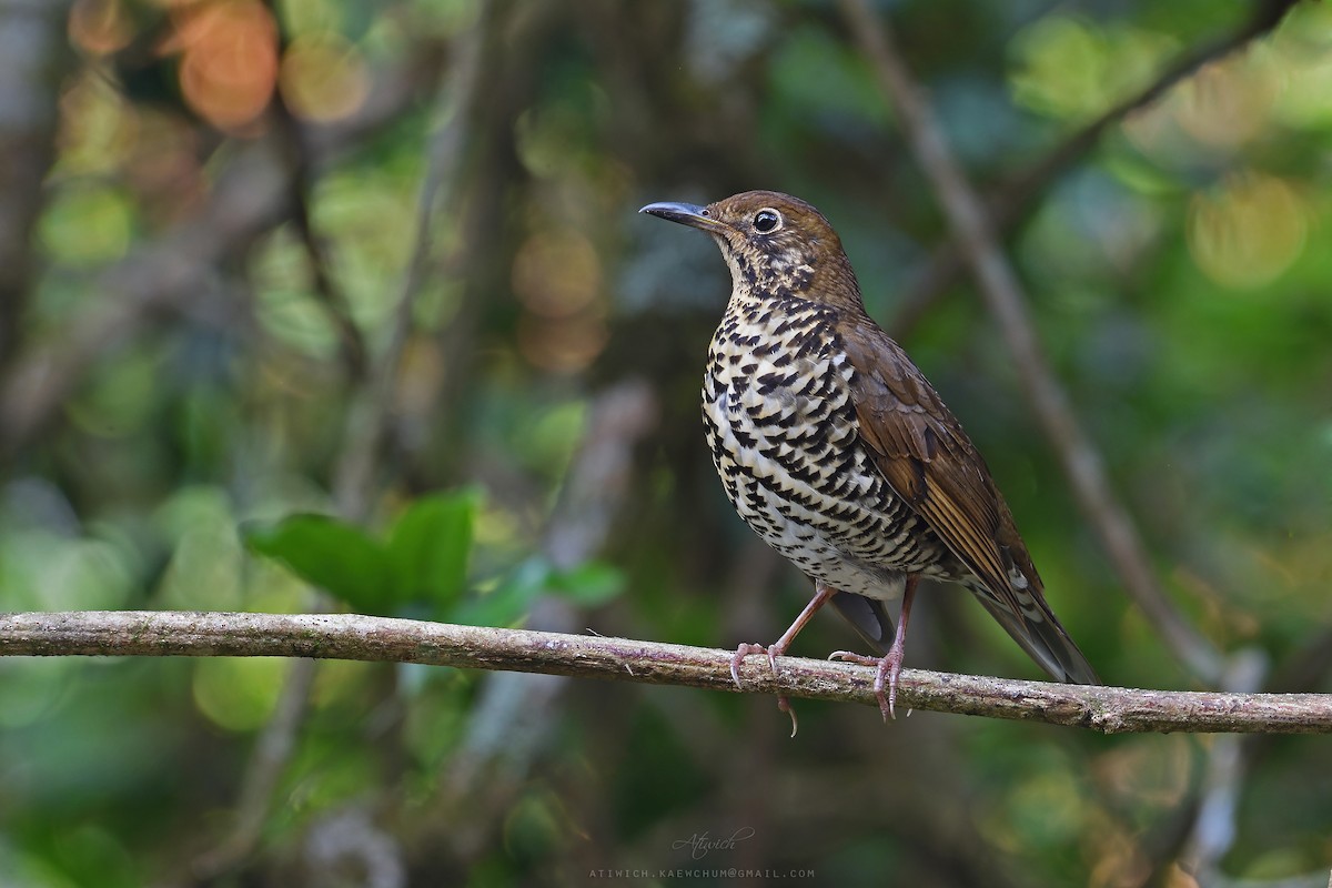 Himalayan Thrush - Atiwich Kaewchum