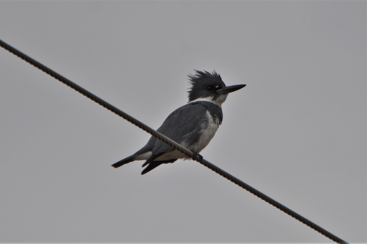 Belted Kingfisher - ML442391581