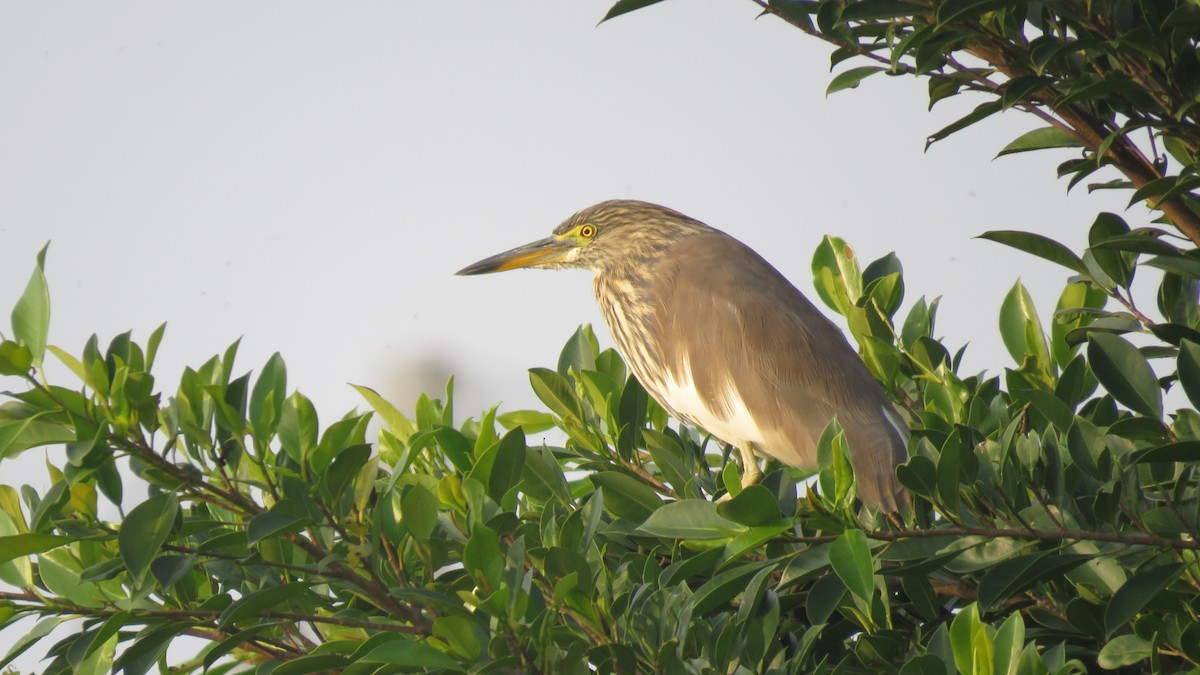 Chinese Pond-Heron - ML442393021