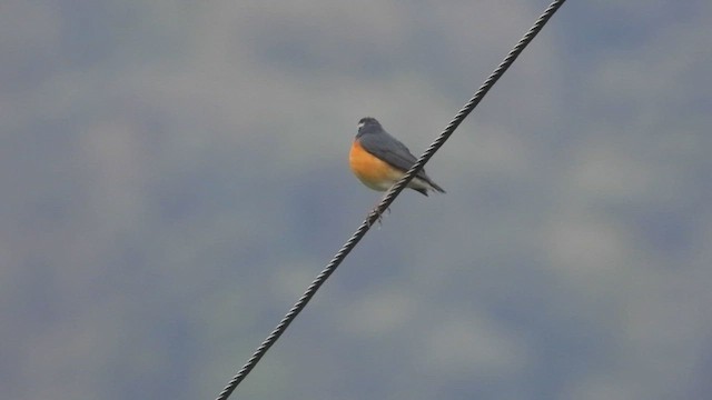 Indian Blue Robin - ML442393311