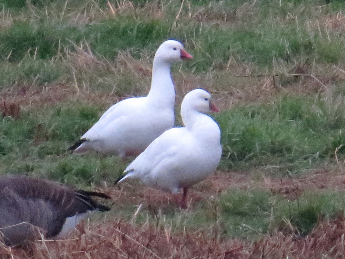 Ross's Goose - ML44239391
